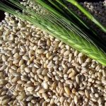 Media Tonelada de Malta 6H. Calidad 1. Grupo Modelo